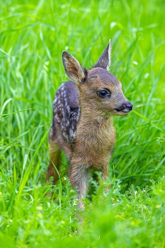 European roe deer (Capreolus capreolus), cute vulnerable fawn hidden in long grass in meadow, grassland in spring