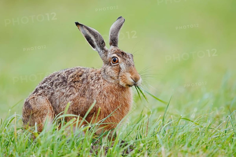 A brown hare (Lepus europaeus) sits in a meadow eating blades of grass, North Rhine-Westphalia, Germany