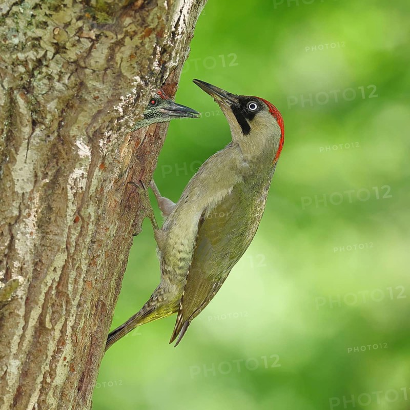 Green Woodpecker (Picus viridis) – a female feeding a chick in a nesting cavity in an old oak tree, wildlife, woodpeckers, Eurasian Green Woodpecker, nature photography, spring, Wilnsdorf, North Rhine-Westphalia, Germany