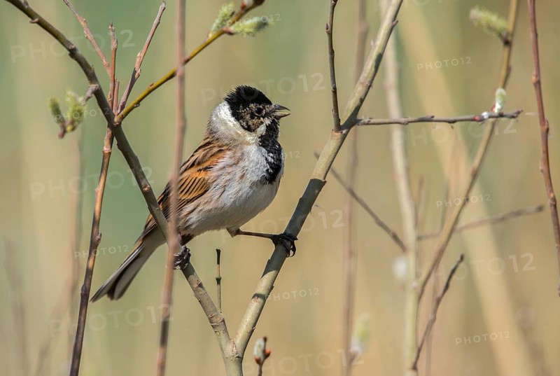 Emberiza Schoeniclus, Reed Bunting, Rohrrammer, Birds, Song, Male, Passeri, Singing, Songbirds, Birds