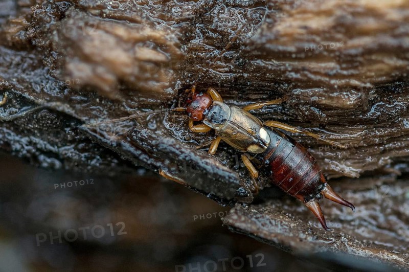 Dermaptera, earwigs, European earwig, forficula auricularia, common earwig, earworm, insects