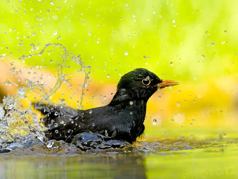 Blackbird (Turdus merula), male bathing in shallow water with water droplets, Solms, Hesse, Germany