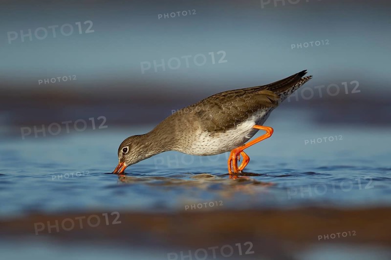 Common redshank (Tringa totanus) adult wading bird in water of a shallow lagoon, Norfolk, England, United Kingdom