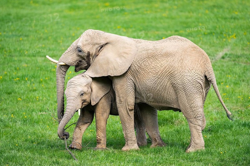 African bush elephant (Loxodonta africana) mother with calf (youngster) standing on a meadow, captive, distribution Afrika