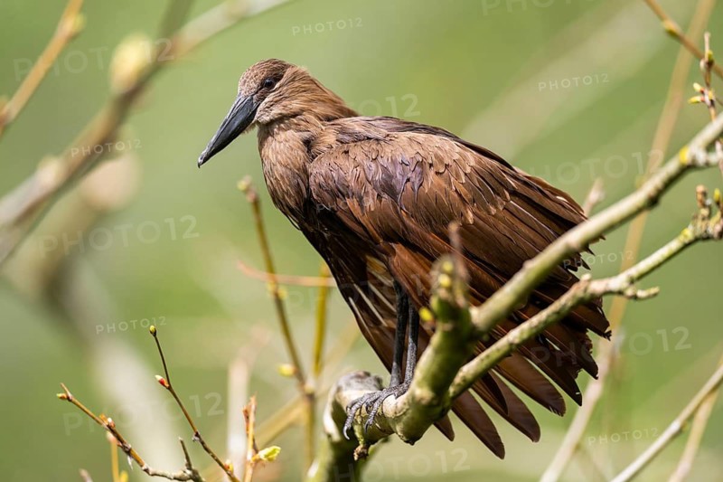 Hamerkop (Scopus umbretta) sitting in the branches, Germany