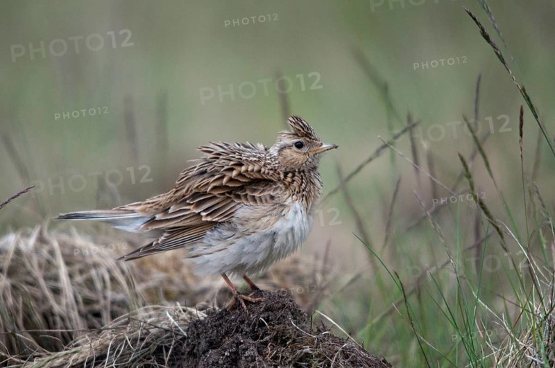 2010, Alauda Arvensis, Brandenburg, skylark, Germany, Nabu, national natural heritage, natural paradise Grünhaus, Skylark, post-mining landscape, birds, greenhouse, passeri, songbirds, birds