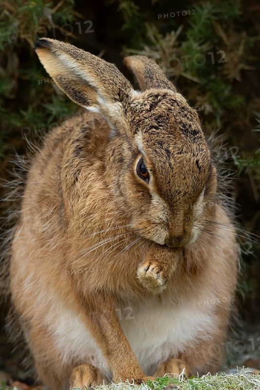 European brown hare (Lepus europaeus) adult animal washing its foot, England, United Kingdom