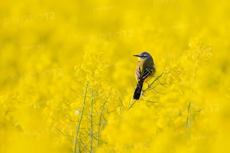 In spring, a nuthatch sits in a blooming canola field near Frankfurt am Main, Frankfurt am Main, Hesse, Germany