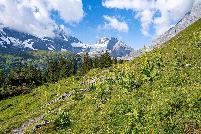 Mountain meadow with Great yellow gentian (Gentiana lutea) in front of picturesque mountain landscape with mountain peak Tschingelhorn, Bernese Alps, Bernese Oberland, Switzerland