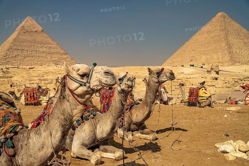 Camels at the Pyramids of Giza, Egypt