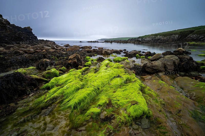 Rocky coastal landscape with green seaweed growth in the intertidal zone, Shetland Islands, Scotland, Great Britain