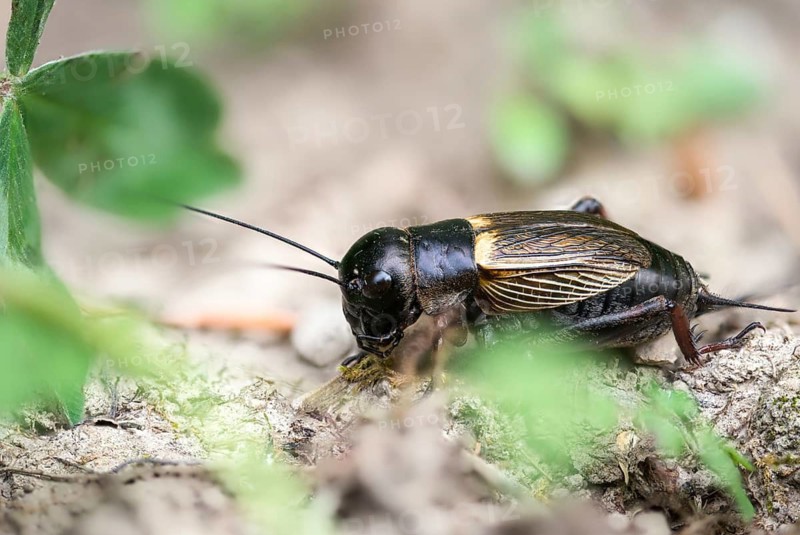 Field cricket, Gryllus campestris, ensifera, field cricket, crickets, insects, insects, long-feeler scare