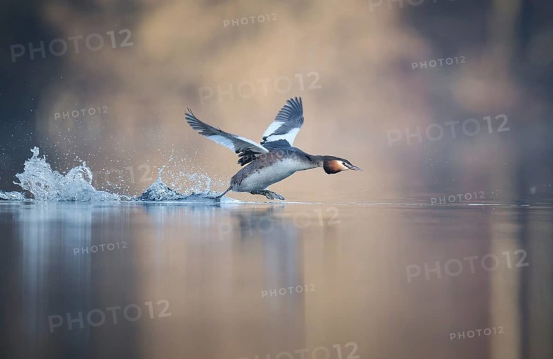 Great Crested Grebe (Podiceps cristatus), walking across the water, Zurich, Switzerland