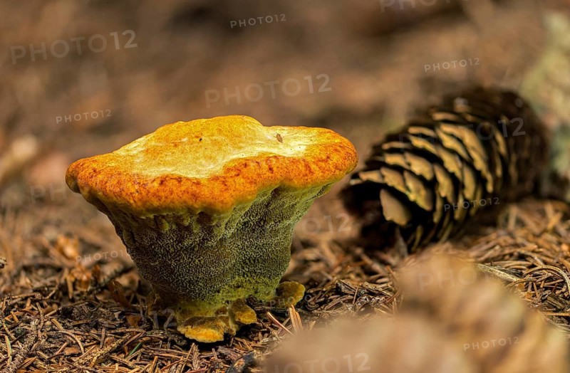Tree sponge relatives, brown porling, spruce brown porling, fomitopsidaceae, yellow brown porling, pine brown porling, softwood brown porling, Phaeolus pigitzii, Phaeolus spadiceus, Dyer's polypore, fungi, mushrooms, velvet top fungus