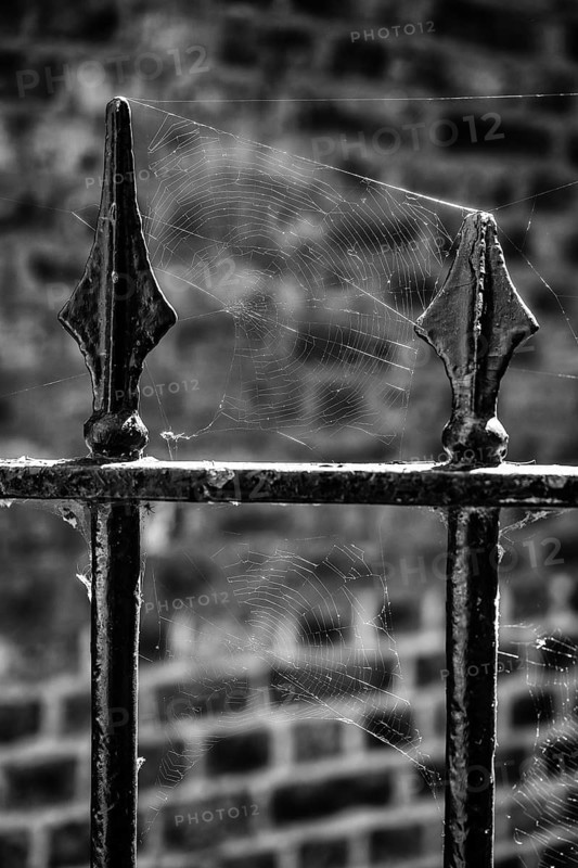 Black and white photo of a black painted metal fence with spider web in sunlight against a brick wall, Chelsea, London, Great Britain, England, Great Britain