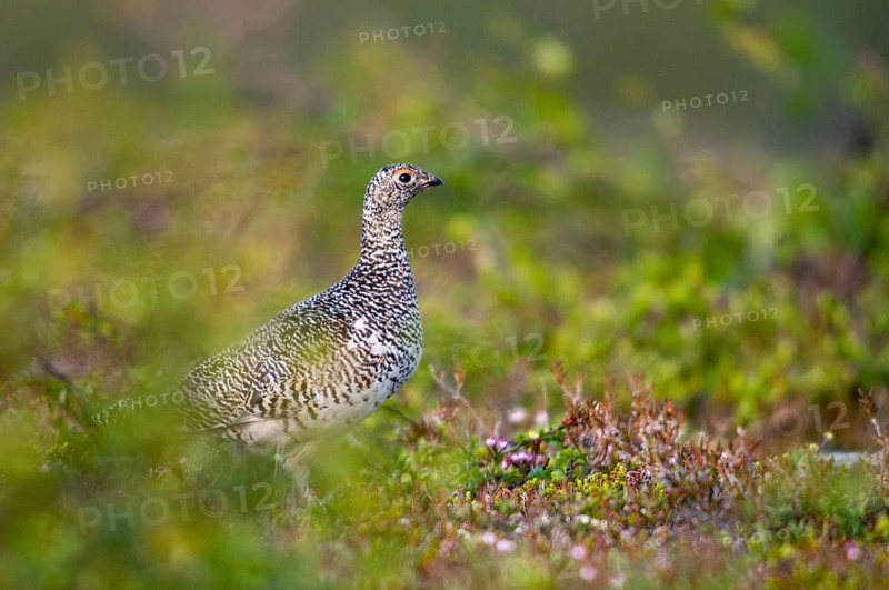 Alpine ptarmigan, Finland, Lagopus muta, Lagopus mutus, Ptarmigan, Birds, Chickens, Female, Galliformes, Chicken, Chicken birds, Roughfoods, Rock Ptarmigan, Tetraonidae, birds