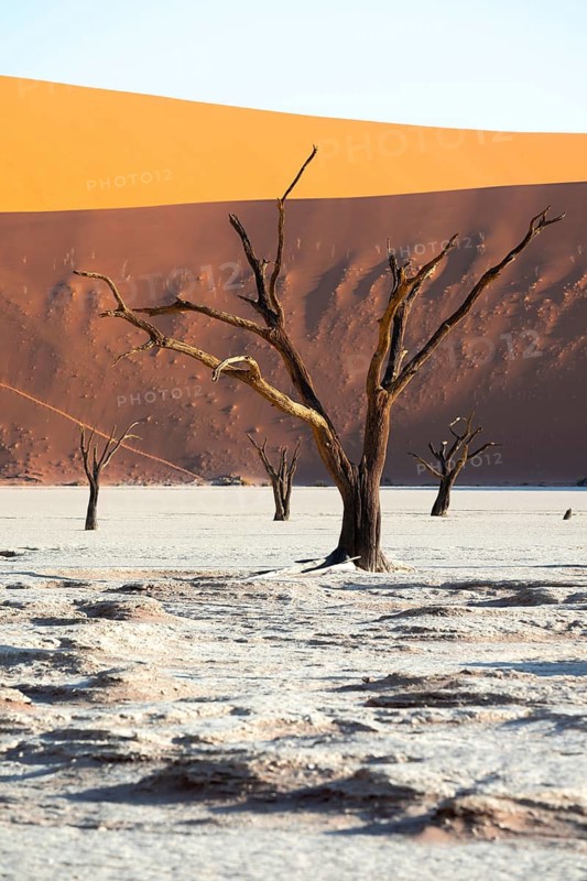 Dead trees in front of red sand dunes, atmospheric white salt pan Dead Vlei, Sossusvlei, Namib, Namib Desert, Namibia