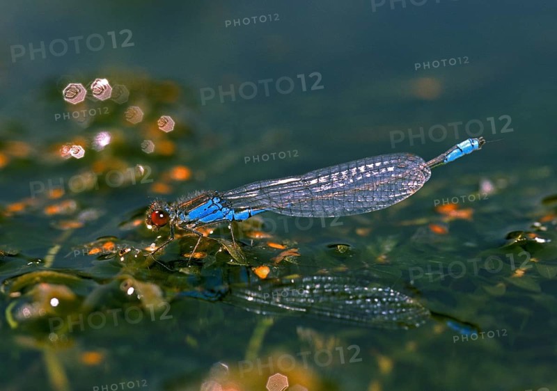 Erythromma viridulum, small pomegranate eye, small red-eyed damselfly, damselflies, dragonflies, insects, leo, dragonflies, male, odonata, zygoptera