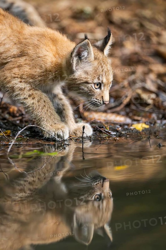 Eurasian lynx (Lynx lynx) youngsters (cub) at a little lake in a forest, Bavaria, Germany