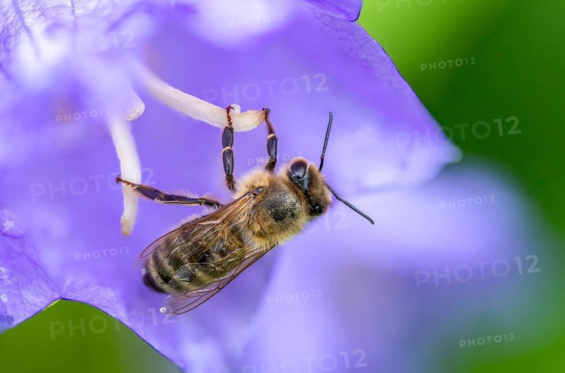 Apidae, apis mellifera, bees, European honey bee, European honeybee, hymenoptera, western honey bee, honey bee, honey bee, honeybee, insects, wild bees