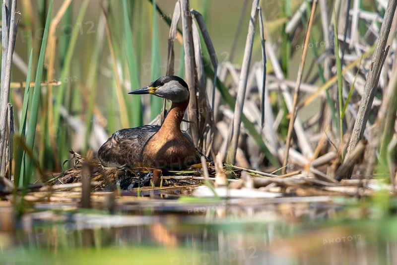 Brandenburg, Germany, Nabu, Nabu project, national natural heritage, Grünhaus natural paradise, podiceps grisegena, red-necked grebe, red-necked grebe, post-mining landscape, birds, brood, grebe, green house, grebe, nest, podicipedidae, divers, birds, waterbirds, waterbirds, waterbirds