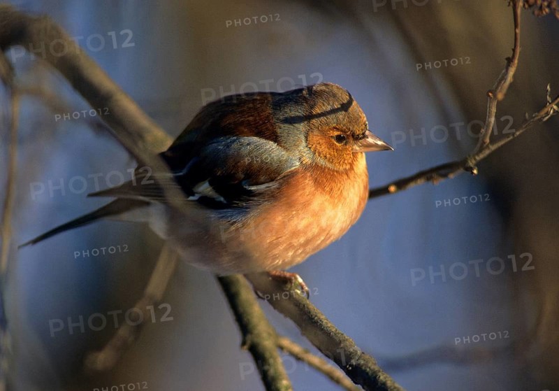 Chaffinch, Fringilla Coelebs, Birds, Leo, Male, Passeri, Songbirds, Birds