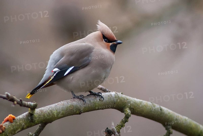 Bombycilla Garrulus, waxwing, birds, passeri, songbirds, songbirds, birds