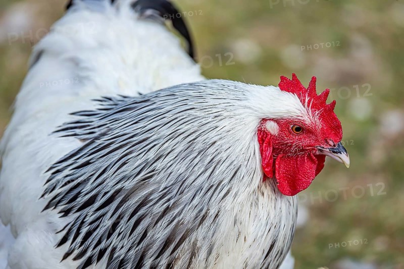 Chickens and a rooster on a poultry pasture with an outlet. St. Johann, Baden-Württemberg, Germany
