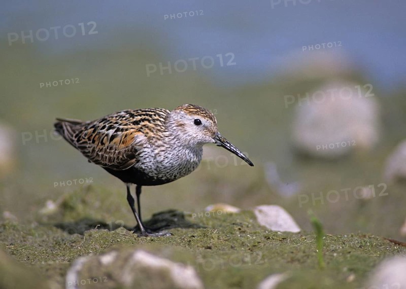 Alpine sandpipers, Calidris alpina, Dunlin, birds, breeding plumage, charadriiformes, humor, leo, limikolen, magnificent dress, snipe birds, scolopacidae, birds, waders, waders