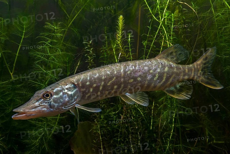 Esox Lucius, pike, pike, predatory fish, fishes, northern pike, pisces