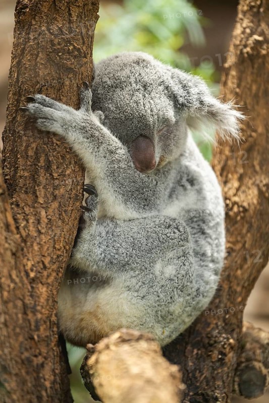 Koala (Phascolarctos cinereus) sitting on a tree, captive, distribution South Australia, Australia, Oceania