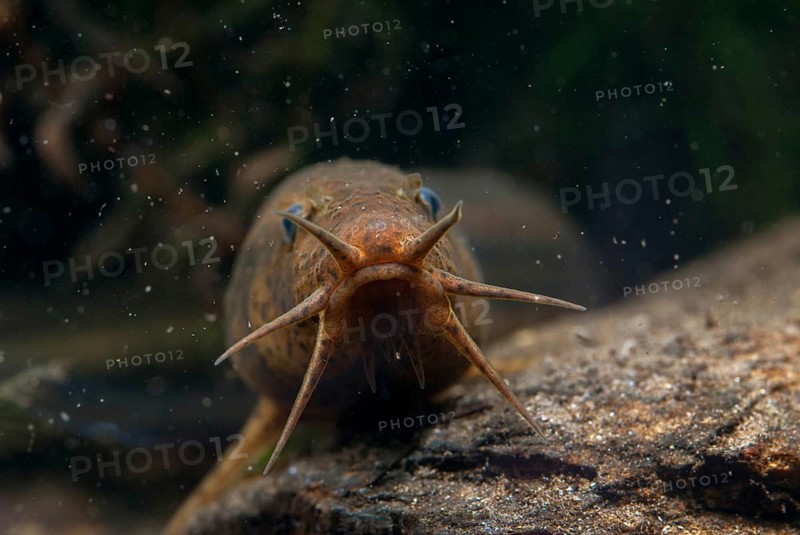 European Weather Loach, Misgurnus Fossilis, Pond Loach, Schlammpeitzger, FFH, Fish, Fish, Pisces, Weatherfish