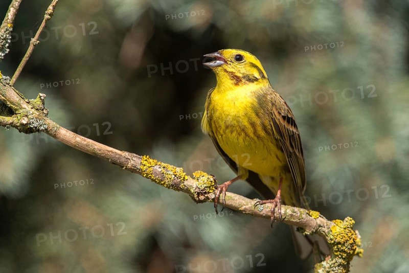 Emberiza citrinella, Yellowhammer, Yellowhammer, birds, song, male, passeri, singing, songbirds, birds