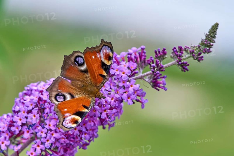 European Peacock (Aglais io) Butterfly Feeding on Purple Buddleia Flower