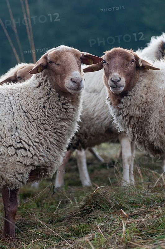 Artiodactyla, Coburg fox sheep, domestic sheep, even-toed ungulate, house sheep, Ovis Gmelini aries sspec.4, cloven-hoofed, domesticated animals, extensive grazing, pet, high size, portrait format, mammals, sheep, sheep, mammals, wild pastures