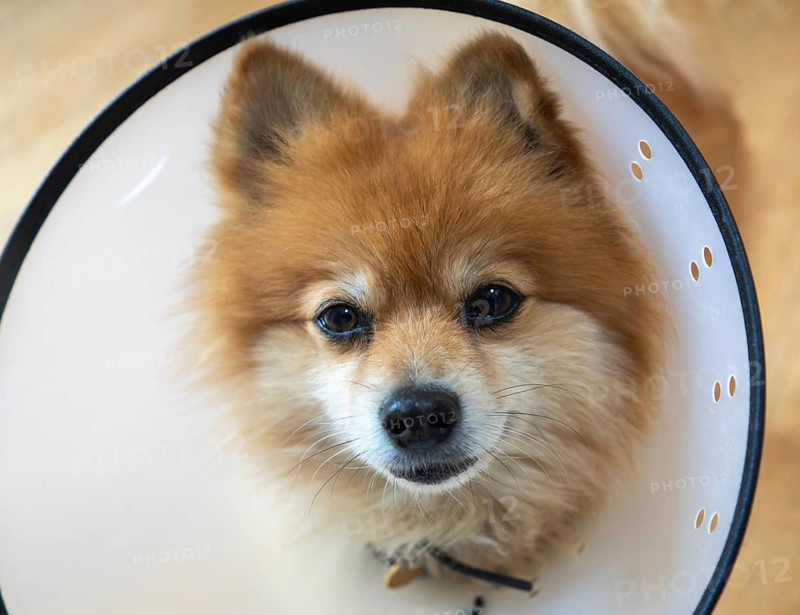 Pomeranian pet dog wearing an Elizabethan collar