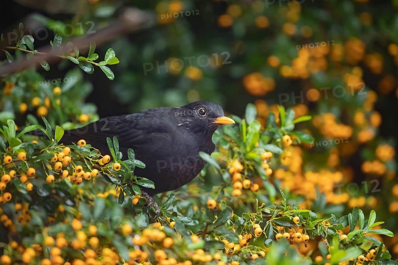Eurasian blackbird (Turdus merula) adult male garden bird in a berry filled Pyracantha bush in summer, England, United Kingdom