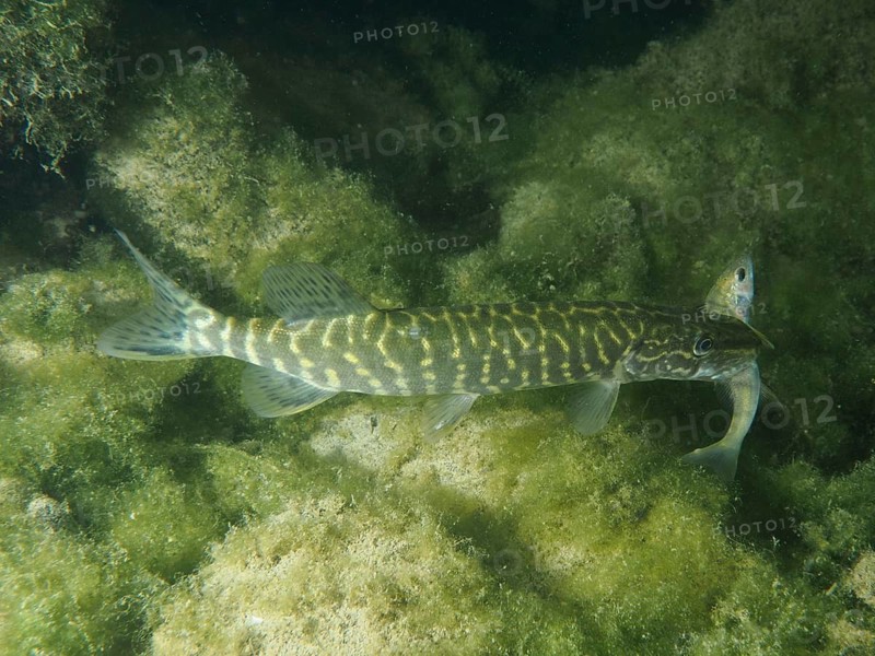 A pike (Esox lucius) swimming through green water plants with a smaller fish in its mouth, dive site Zollbrücke, Rheinau, Canton Zurich, Rhine, High Rhine, Switzerland, Jestetten, Germany