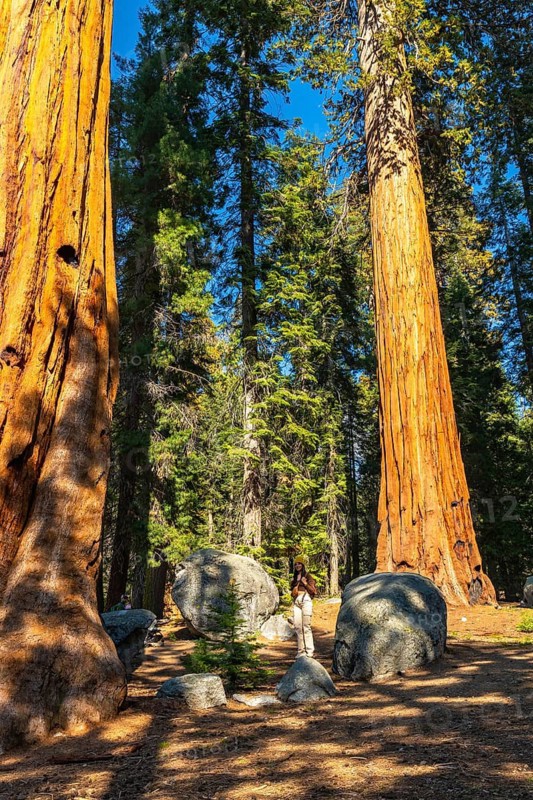 Woman standing admiring towering giant sequoia trees, boulders, and lush forest, experiencing nature and adventure during a sunny day trip in sequoia national park