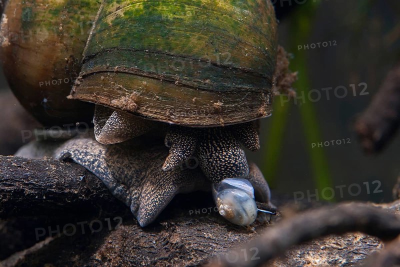 Danube river cover snail, Viviparus acerosus, gastropoda, mollusca, snails, molluscs