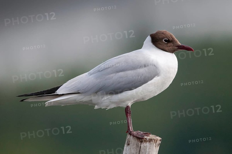 Black-headed gull, Chroicocephalus ridibundus, black-headed gull, Larus ridibundus, birds, charadriiformes, gulls, limicols, seagulls, birds