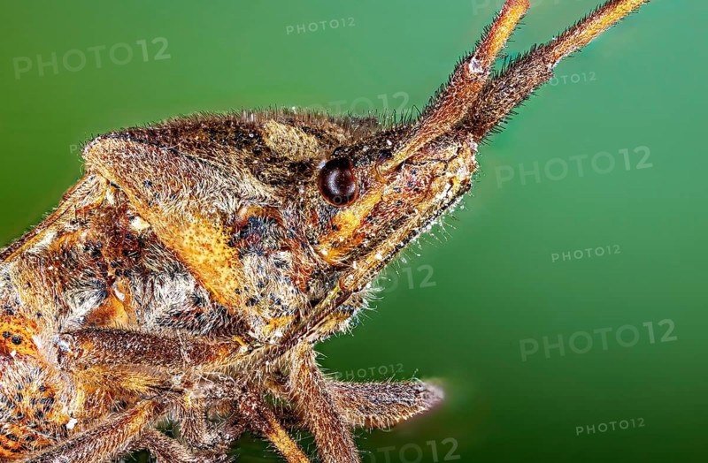 Detailed close-up of an insect against a green background, the American pine bug or cone bug in Herleshausen Germany (Leptoglossus occidentalis)