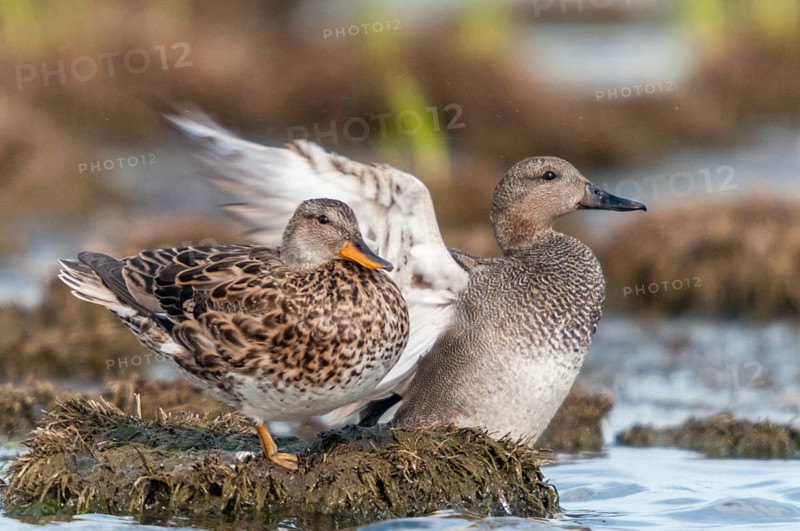Anas Strepera, Gadwall, Mareca Strepera, Middle Duck, Schnatterente, Anatidae, Birds, Ducks, Ducks, Duckbirds, Waterbirds