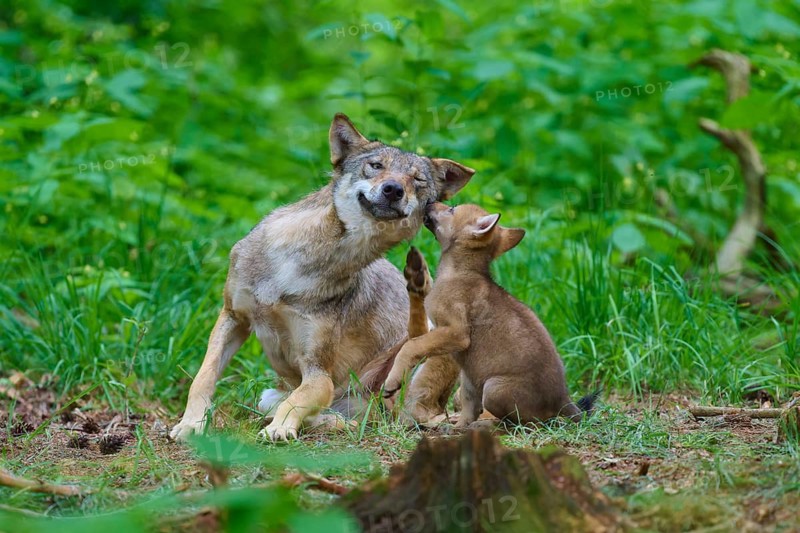 A wolf and a puppy have formed a close bond in the forest, summer, wolf (Canis lupus), Germany