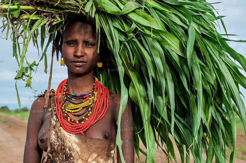 Portrait of a young woman from the Dassanech tribe, Omo valley, Ethiopia, carrying a bunch of stalks of maize on her head