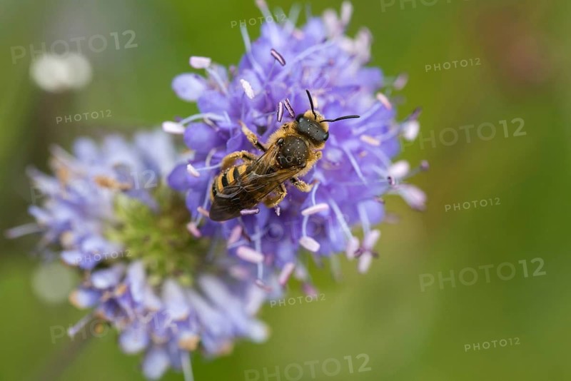 Apidae, bees, furrow bee, yellow-haired furrow bee, halictus scabiosae, hymenoptera, female, great banded furrow bee, honey bee-sized halictus, insects, females, wild bees