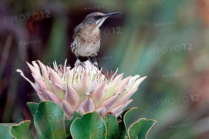 Cape Honeybird (Promerops cafer), adult, male, on flower, Protea, vigilant, Kirstenbosch Botanical Gardens, Cape Town, South Africa