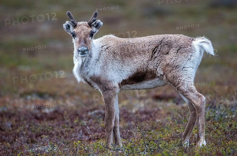 Artiodactyla, even-toed ungulate, Finland, cloven-hoofed, rangifer tarandus, reindeer, reindeer, mammals, mammals