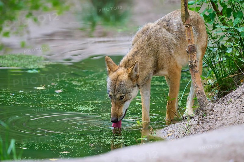 A wolf lapping water from a pond in a green woodland setting, summer, wolf (Canis lupus), Germany