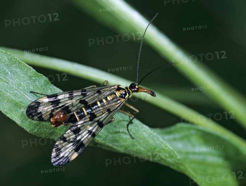 Panorpa spec., scorpionfly spec., insects, scorpionfly